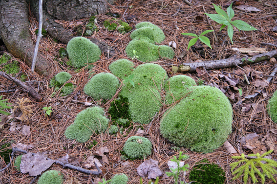 Leucobryum glaucum
